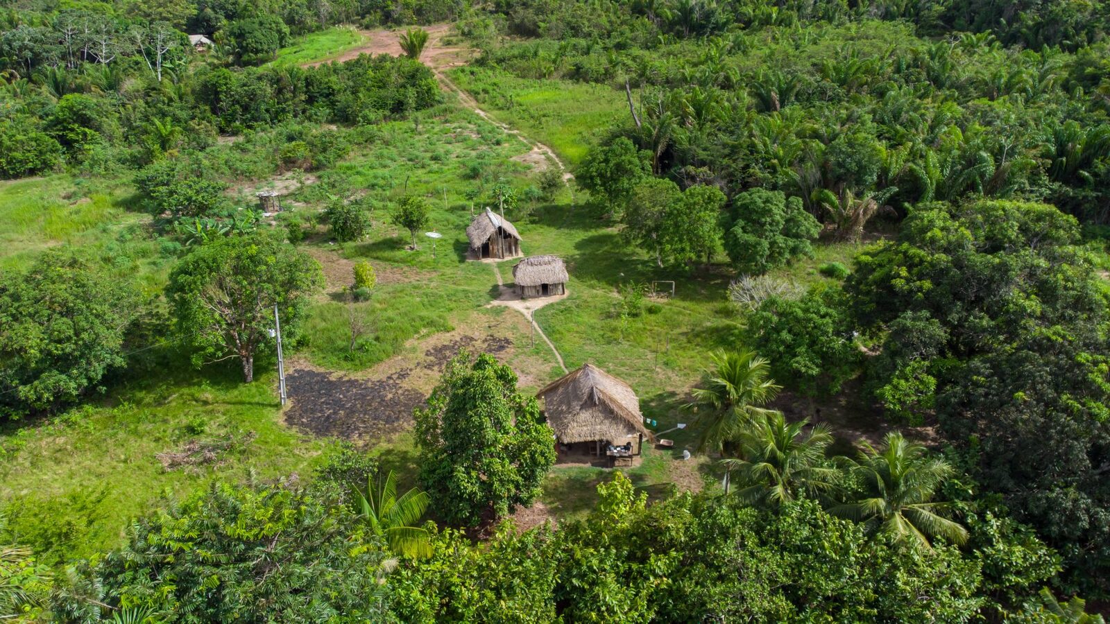 Drumuri ANTICE, vechi de 2.700 de ani, dezvăluite în adâncurile Amazoniei
