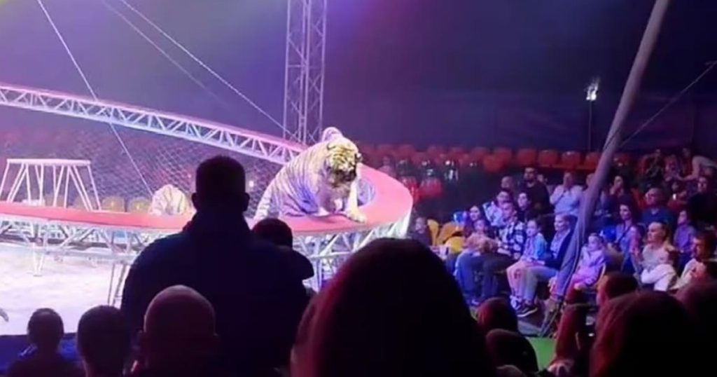 Tigru fioros în arenă: Panică la un circ din Rusia, copii și adulți speriați