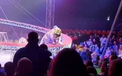Tigru fioros în arenă: Panică la un circ din Rusia, copii și adulți speriați