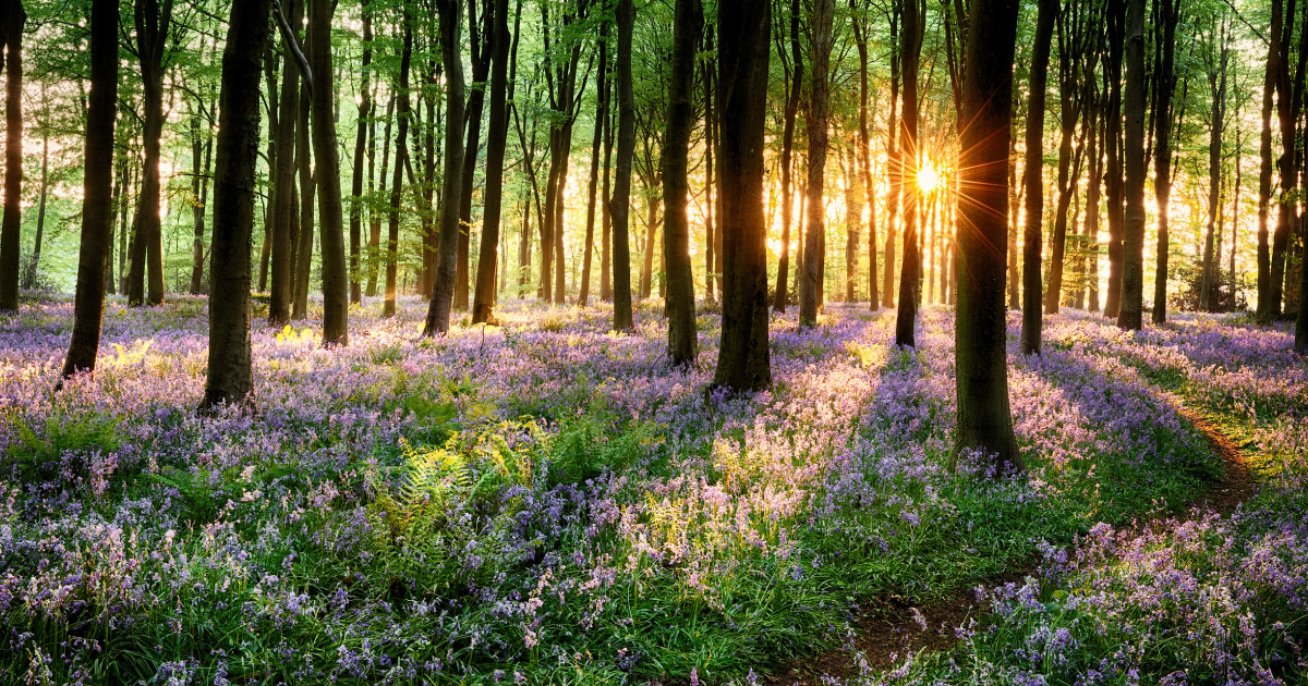 Ce se întâmplă cu vremea după valul de răcire de la început de aprilie. Prognoza pentru următoarele patru săptămâni