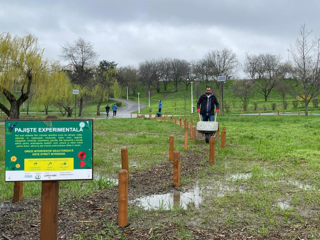 În Parcul Tineretului, voluntarii Asociației Parcul Natural București lucrează pentru a transforma spațiile verzi din oraș în pajiști urbane, în ciuda vremii capricioase