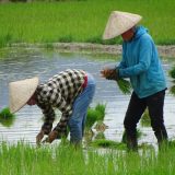 Criză de combustibil: Războiul din Iran lovește culturile de orez din Asia