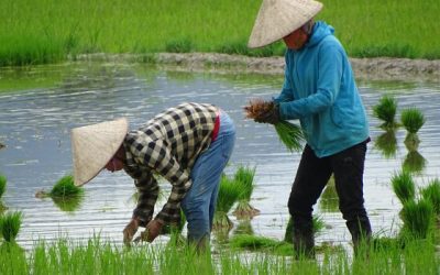 Criză de combustibil: Războiul din Iran lovește culturile de orez din Asia