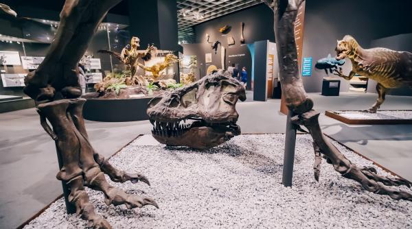 Record GUINNESS: Cel mai mic ou de dinozaur din lume, descoperit