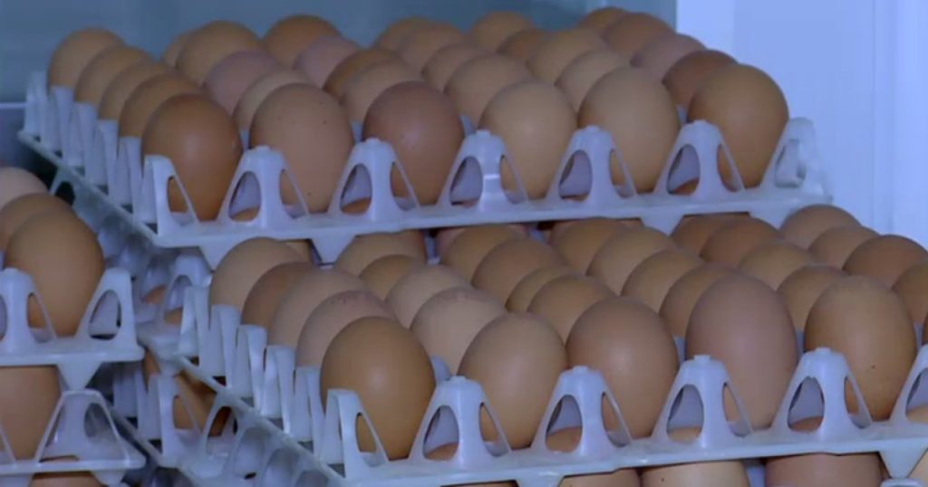 Ouă cu Salmonella pe piață: Retragere de urgență a 1,5 milioane de bucăți