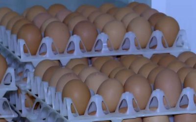 Ouă cu Salmonella pe piață: Retragere de urgență a 1,5 milioane de bucăți