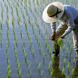 Războiul din Iran: Asia, în pragul foametei? Producția de orez, sub amenințare