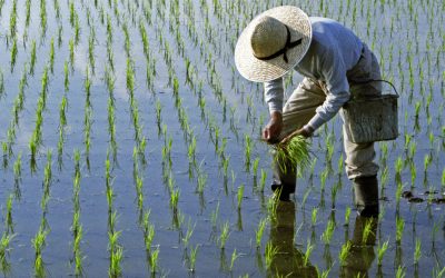 Războiul din Iran: Asia, în pragul foametei? Producția de orez, sub amenințare