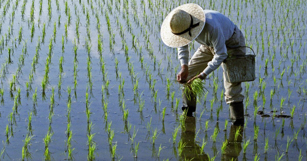 Războiul din Iran: Asia, în pragul foametei? Producția de orez, sub amenințare