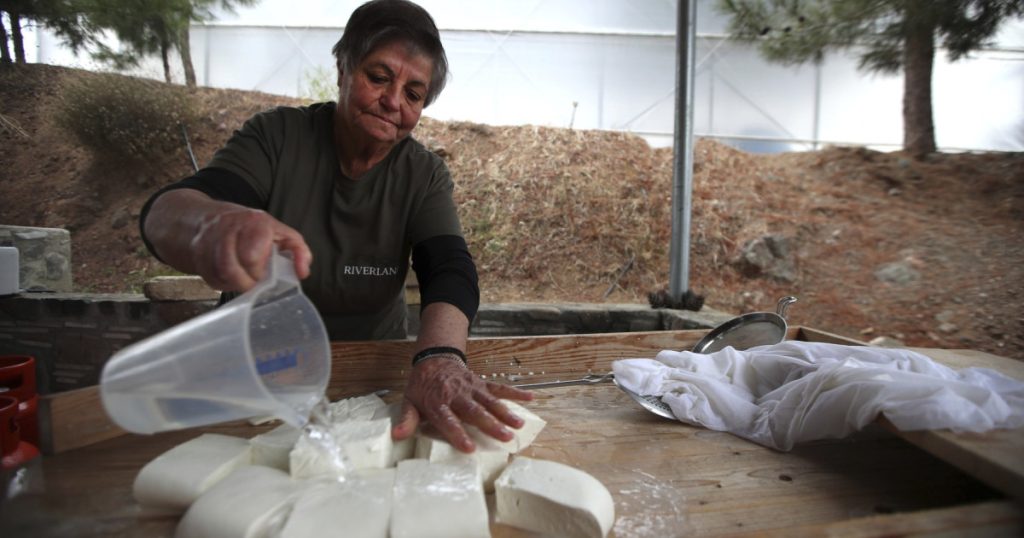 Halloumi în pericol: O boală ucide vacile cipriote. Turcii, cheia salvării?