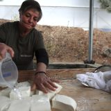 Halloumi în pericol: O boală ucide vacile cipriote. Turcii, cheia salvării?