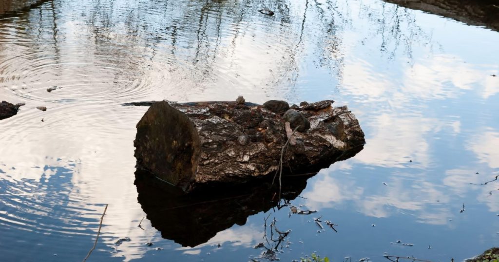 Lemnul adus de ape, secretul focului: Oamenii de acum 780.000 de ani