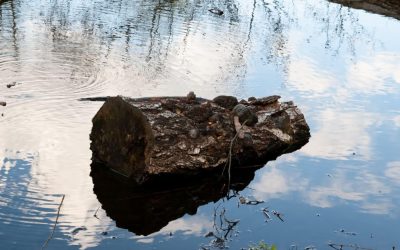 Lemnul adus de ape, secretul focului: Oamenii de acum 780.000 de ani