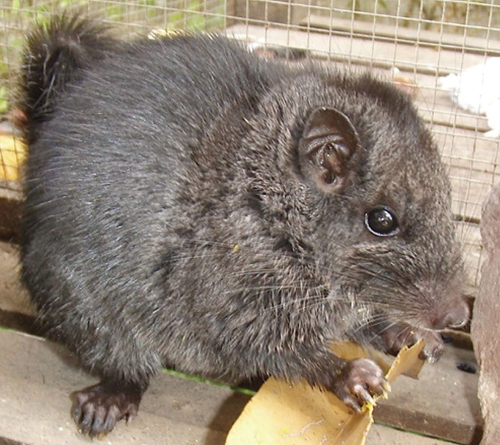 Rozătoare dispărute acum 11 milioane de ani? Le-au găsit în junglă!