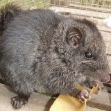 Rozătoare dispărute acum 11 milioane de ani? Le-au găsit în junglă!