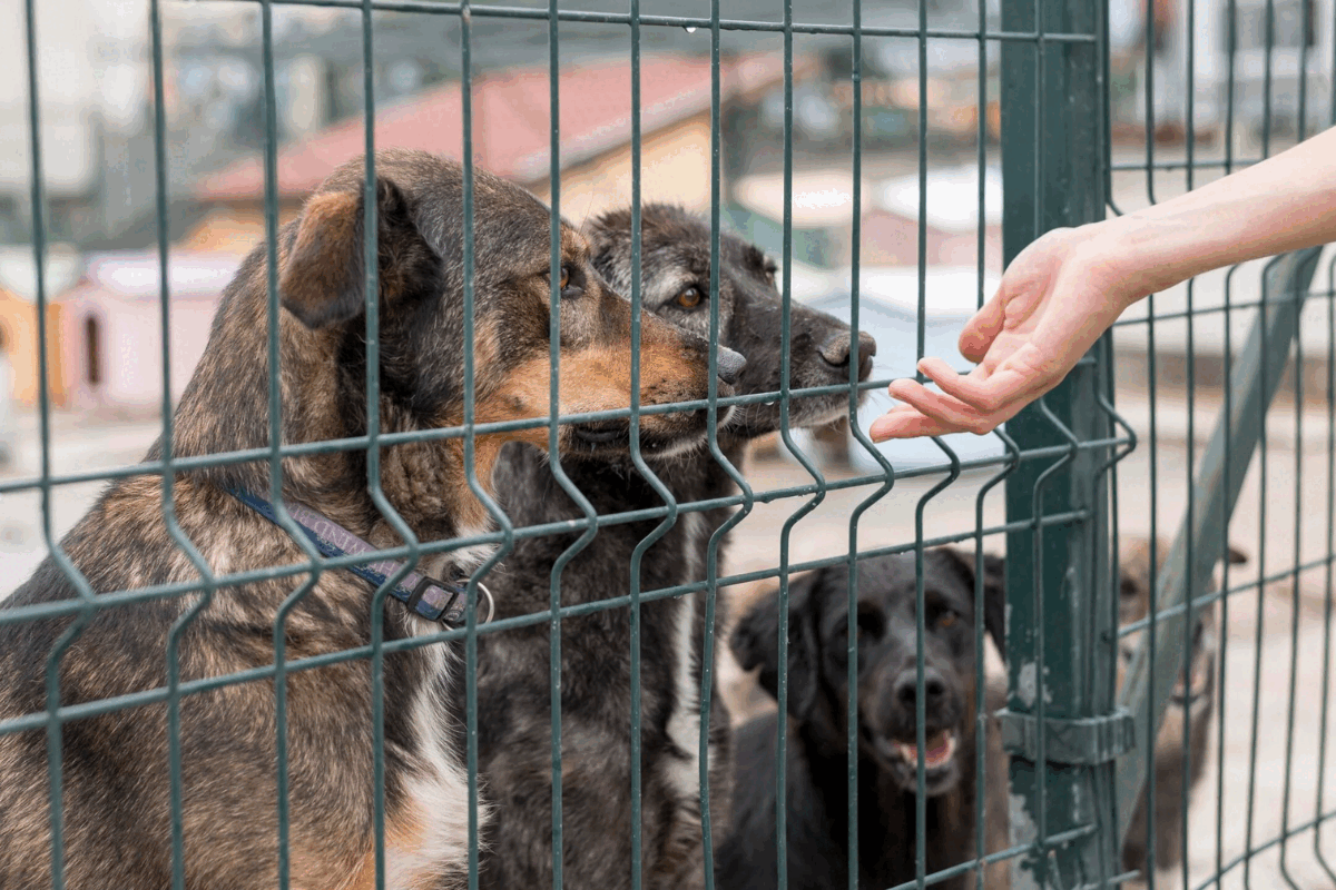 Adopții la Circul Metropolitan din București: Două târguri în această lună