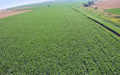 Fermierii români pariază pe culturile de toamnă: Suprafețe semănate în creștere Seceta persistentă din ultimii ani a determinat o schimbare semnificativă în preferințele fermierilor români