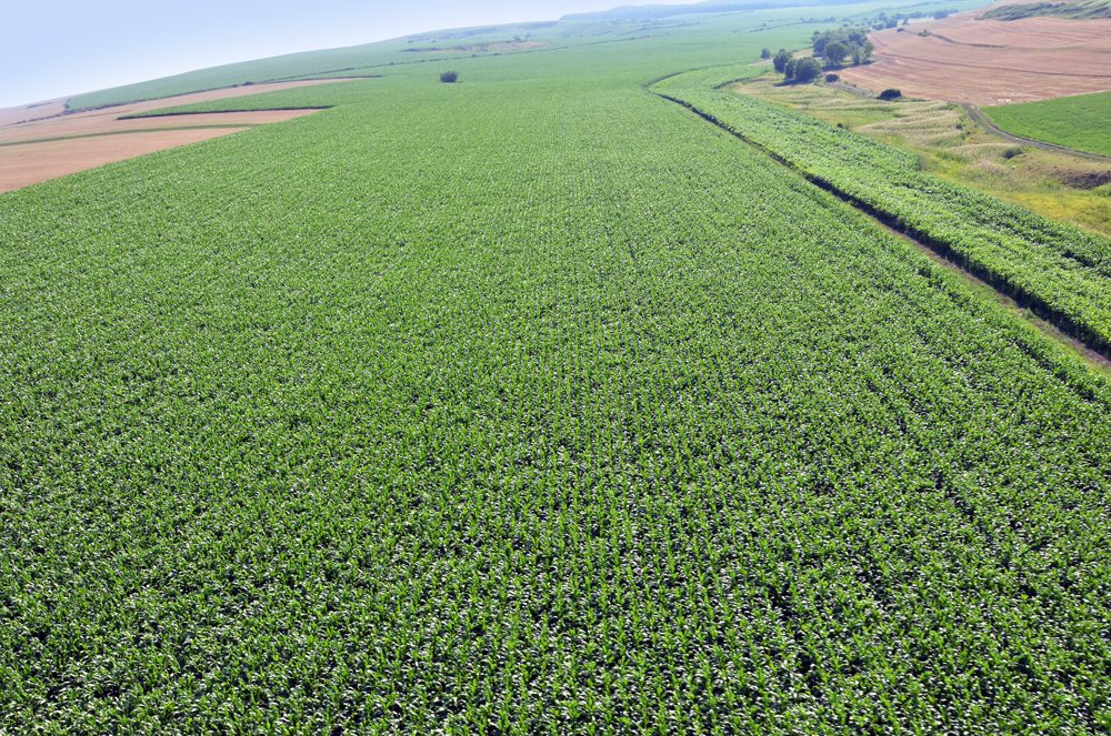 Fermierii români pariază pe culturile de toamnă: Suprafețe semănate în creștere Seceta persistentă din ultimii ani a determinat o schimbare semnificativă în preferințele fermierilor români