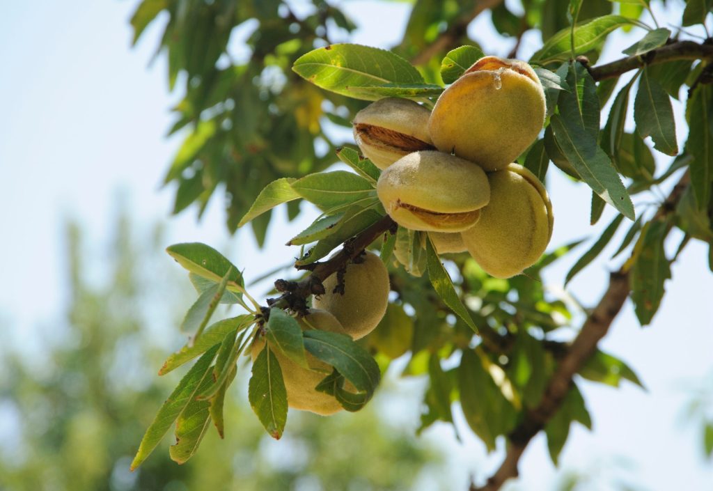 7 alimente salvatoare: Ce mâncăm ca să fim sănătoși de azi