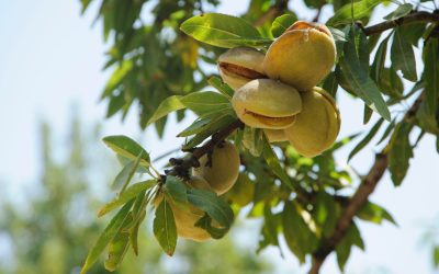 7 alimente salvatoare: Ce mâncăm ca să fim sănătoși de azi