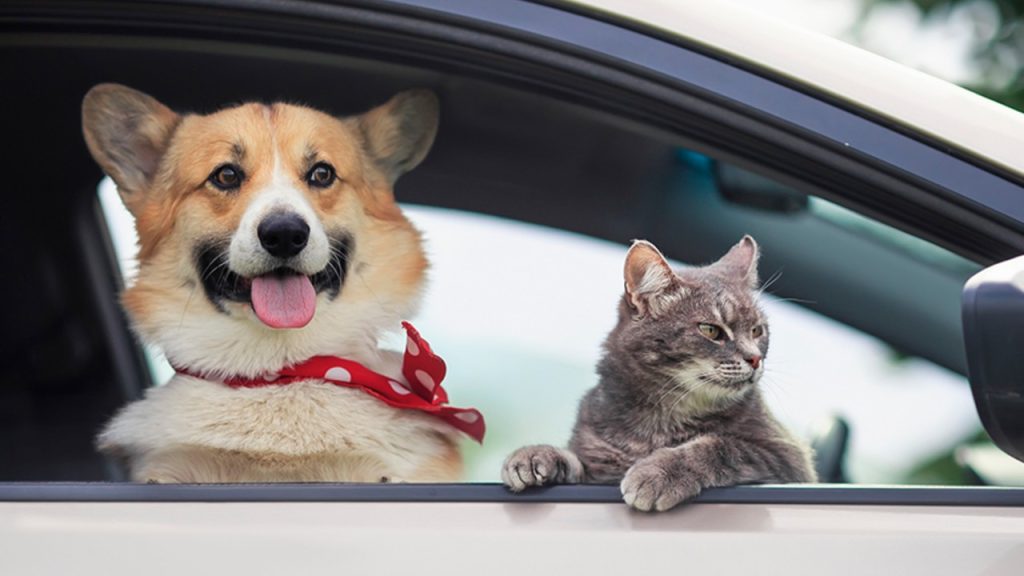 Amendă usturătoare pentru șoferii din România: Animalul pe scaunul din față, riscuri mari