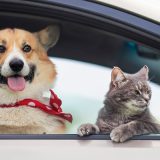 Amendă usturătoare pentru șoferii din România: Animalul pe scaunul din față, riscuri mari