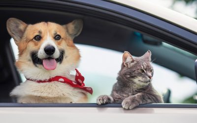 Amendă usturătoare pentru șoferii din România: Animalul pe scaunul din față, riscuri mari