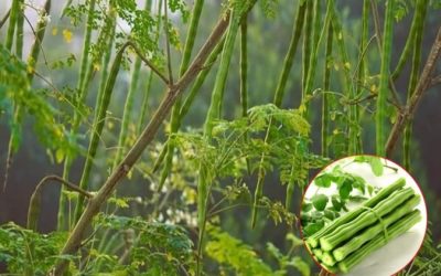 Cercetătorii dezvăluie: Alternative naturale, revoluție în locul chimicalelor