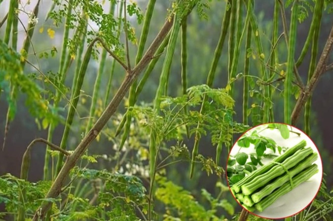 Cercetătorii dezvăluie: Alternative naturale, revoluție în locul chimicalelor