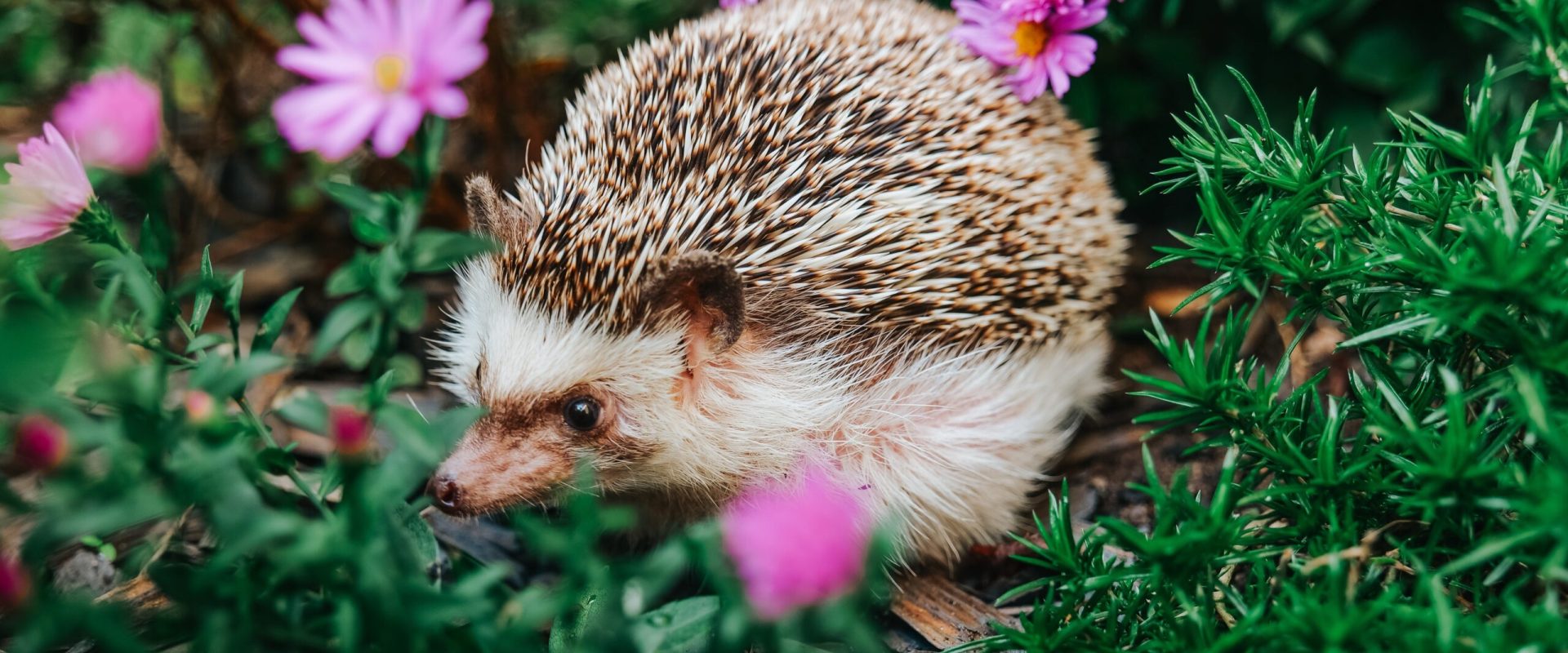 De ce un arici e mai prețios decât credeai: Rolul vital în natură