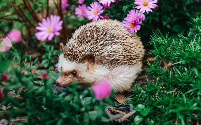 De ce un arici e mai prețios decât credeai: Rolul vital în natură