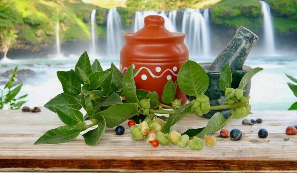 Ashwagandha, planta-minune din Ayurveda, promite să tempereze stresul și oboseala București – O plantă folosită de secole în medicina tradițională indiană, Ashwagandha, își face tot mai mult loc în atenția publicului larg, datorită promisiunii de a reduce stresul, anxietatea și oboseala
