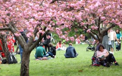 Grădina japoneză din Herăstrău, unică în Europa: 85 de cireși în floare