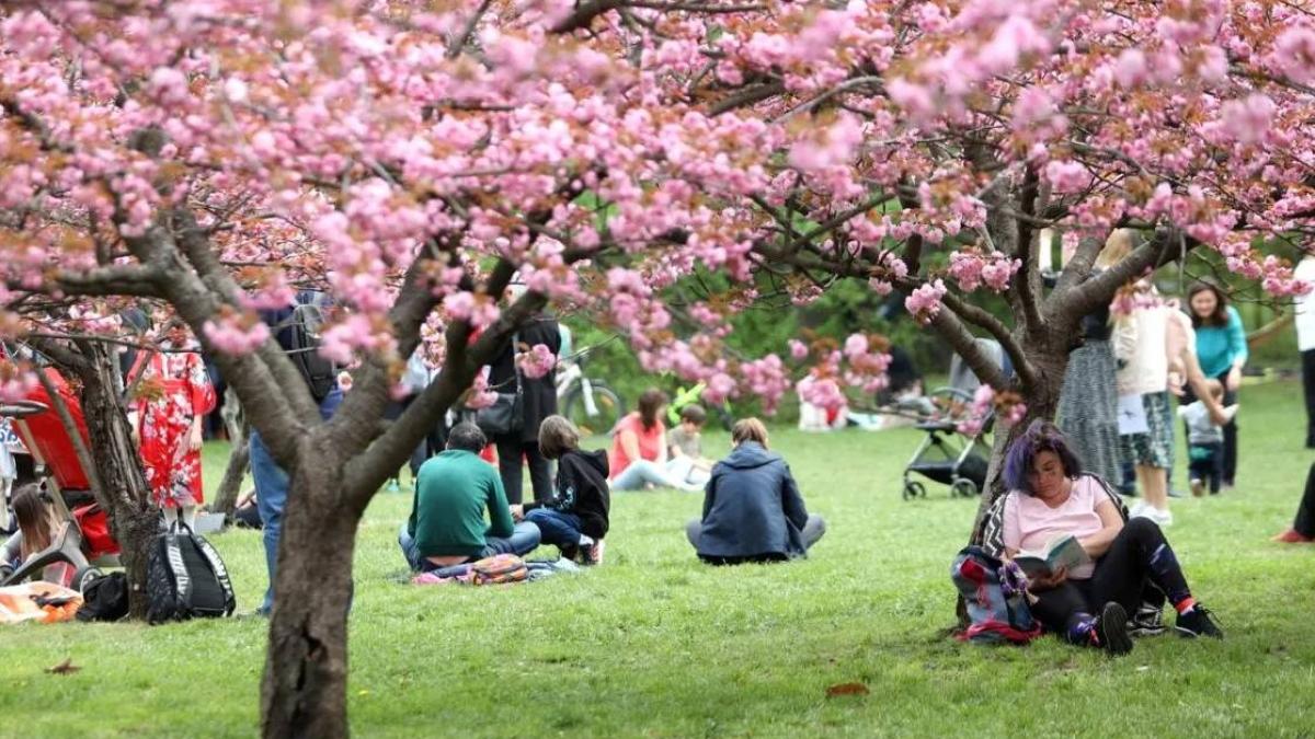 Grădina japoneză din Herăstrău, unică în Europa: 85 de cireși în floare