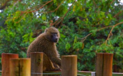 Maimuță hoață, invazie în bucătărie: Reacția unei femei din România