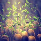 Bacterie ucigașă: Oamenii de știință spulberă tumorile din interior