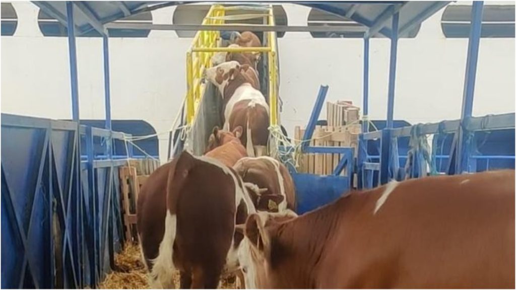 Livrarile cresc înainte de Kurban Bayram: Ce se întâmplă în România