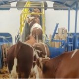 Livrarile cresc înainte de Kurban Bayram: Ce se întâmplă în România