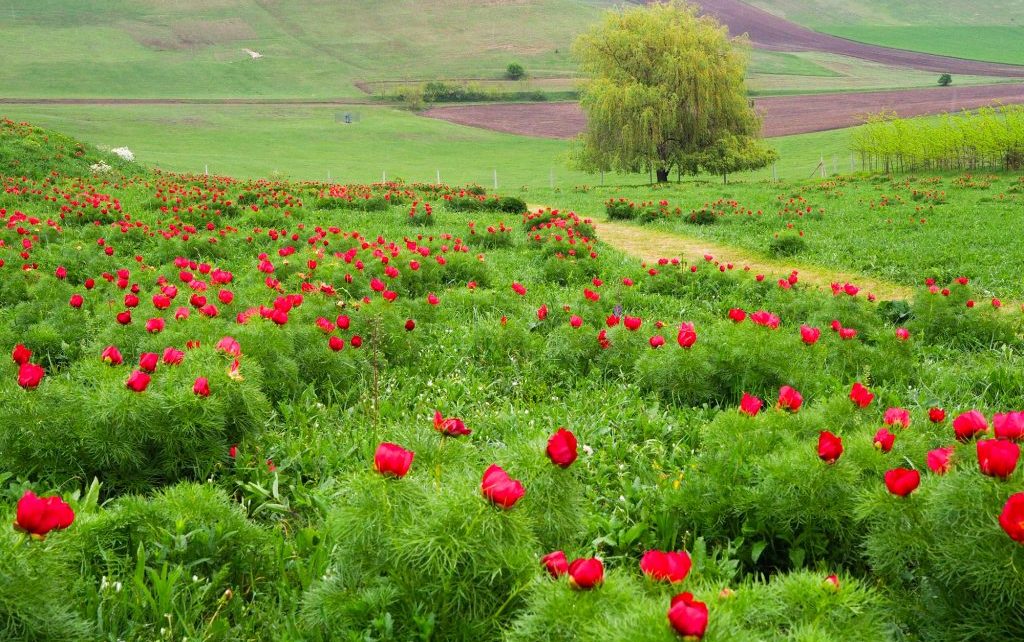 Bujorii de la Zau de Câmpie, spectacol floral unic în Europa, în festival de-o săptămână
