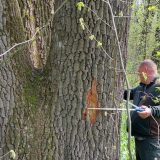 Buzoianu: Arbori seculari din jurul Iașiului, salvați de la tăiere pentru biodiversitate