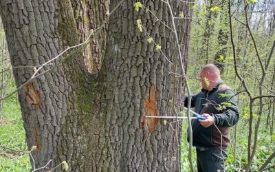 Buzoianu: Arbori seculari din jurul Iașiului, salvați de la tăiere pentru biodiversitate