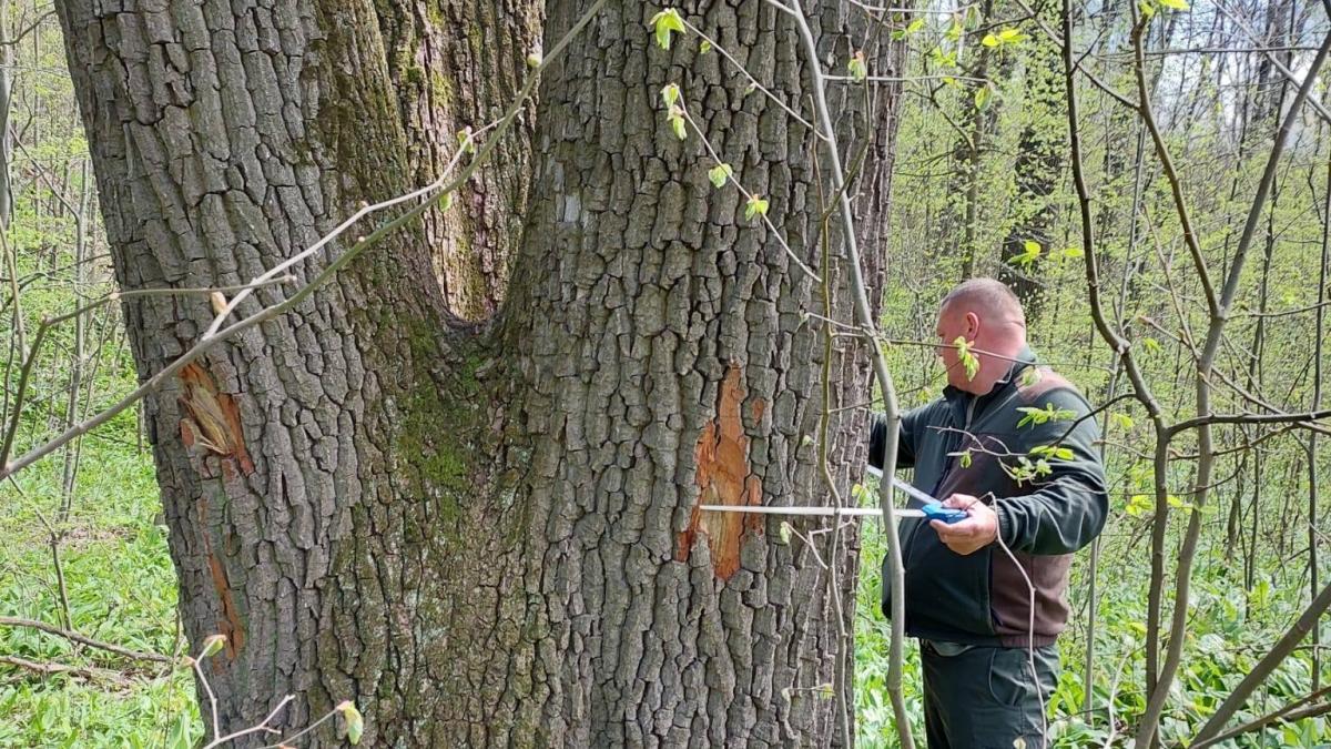 Buzoianu: Arbori seculari din jurul Iașiului, salvați de la tăiere pentru biodiversitate