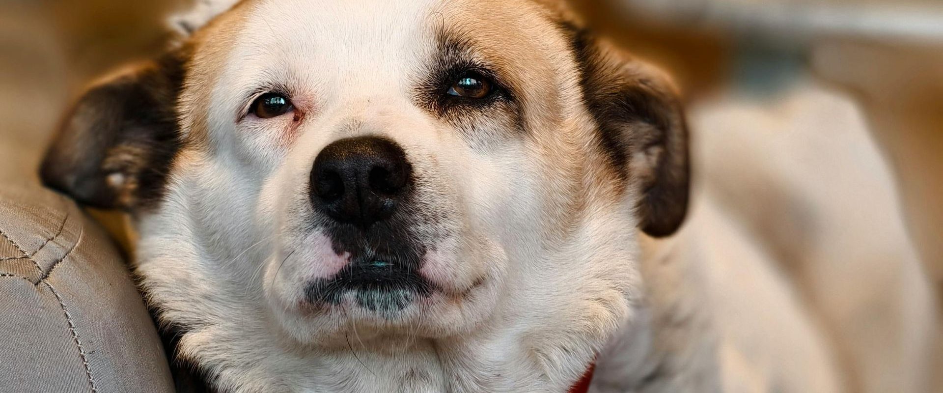 Doi bărbați din Caracal, acuzați de uciderea unui câine, sub control judiciar