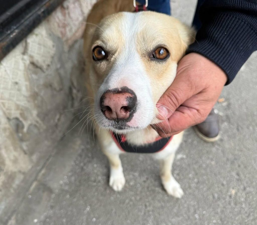 Primăria București: Sterilizare gratuită pentru câinii fără pedigree. Unde te înscrii?