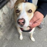 Primăria București: Sterilizare gratuită pentru câinii fără pedigree. Unde te înscrii?