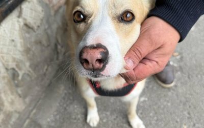 Primăria București: Sterilizare gratuită pentru câinii fără pedigree. Unde te înscrii?