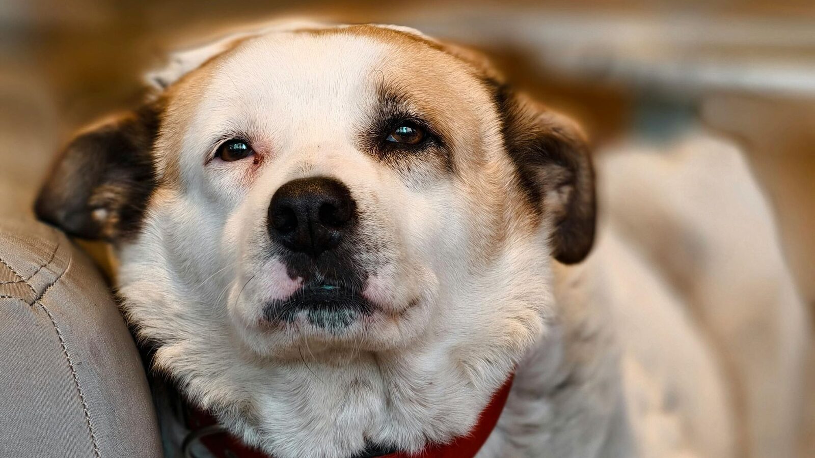 Doi Bărbați, Reținuți După Ce Au Legat și Abandonat un Câine, Găsit Mort Doi bărbați au fost reținuți de polițiști după ce au legat un câine de un copac, pe marginea drumului, în apropiere de Caracal
