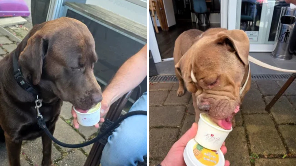 Românul care a dat lovitura în Germania: Înghețată pentru câini, pe profit! Cât costă o porție