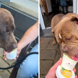 Românul care a dat lovitura în Germania: Înghețată pentru câini, pe profit! Cât costă o porție