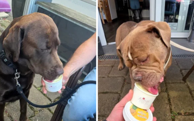 Românul care a dat lovitura în Germania: Înghețată pentru câini, pe profit! Cât costă o porție